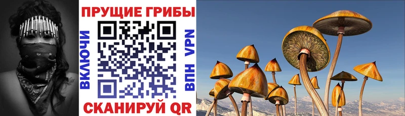 shop наркотические препараты  Болотное  Галлюциногенные грибы Cubensis 